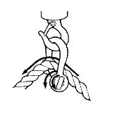 shackle and hook
